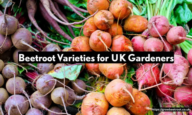Beetroot Varieties for UK Gardeners