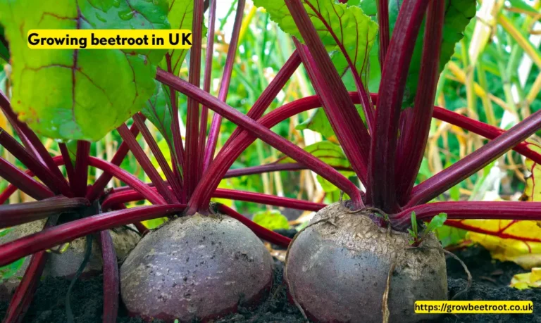 Growing beetroot in UK