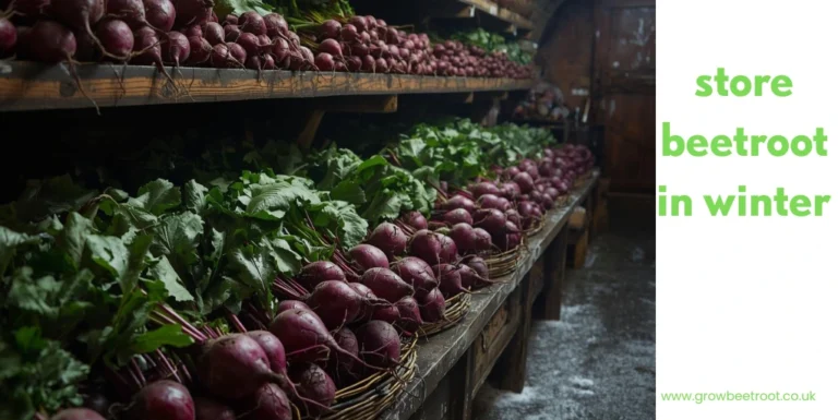how to store beetroot uk